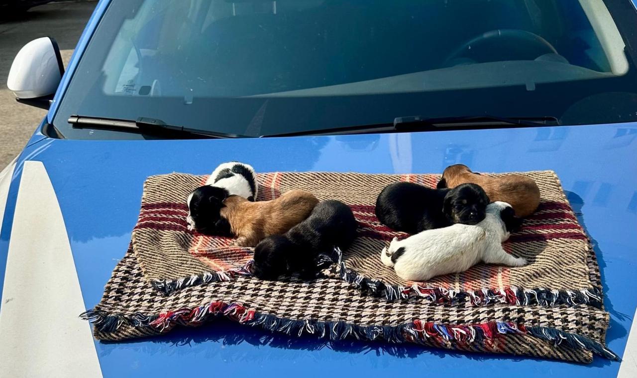 Cuccioli di dieci giorni di vita abbandonati in una busta di plastica