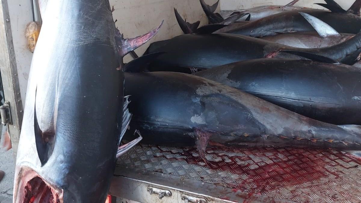 Tonno rosso nel camion frigo senza documentazione: maxi sequestro al porto