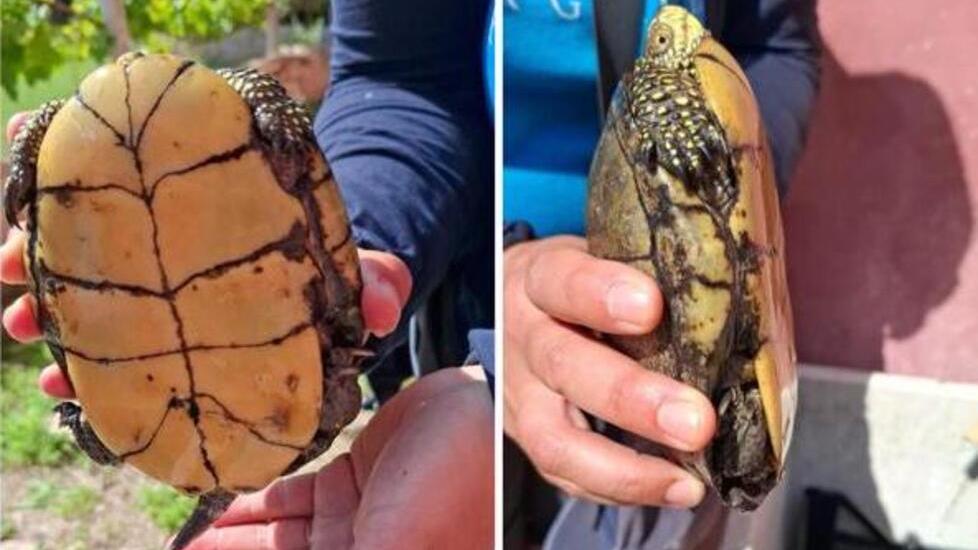 Il raro esemplare di testuggine