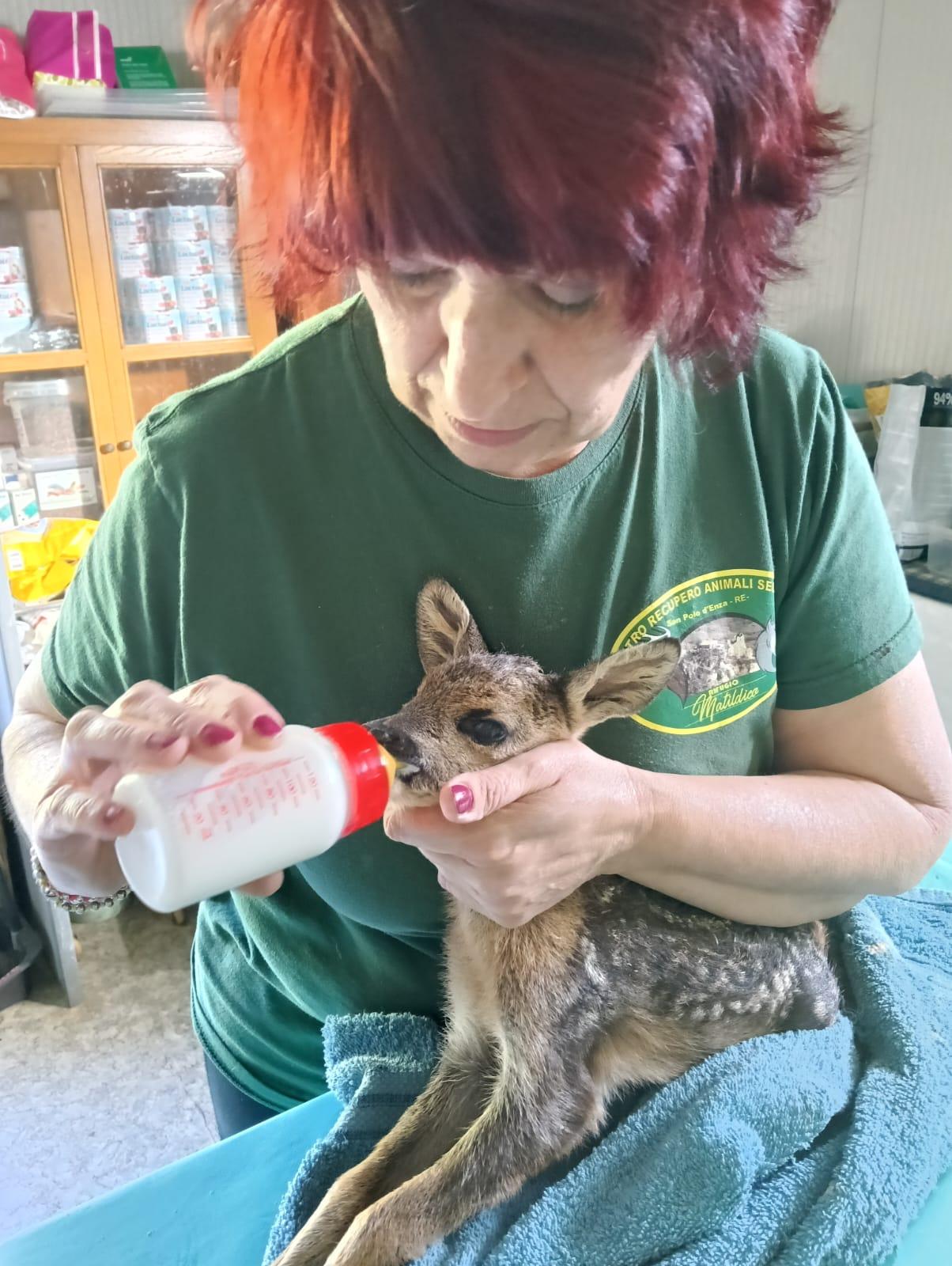 Femmina di capriolo incinta attaccata dal lupo: il piccolo nasce e riesce a salvarsi, lei no