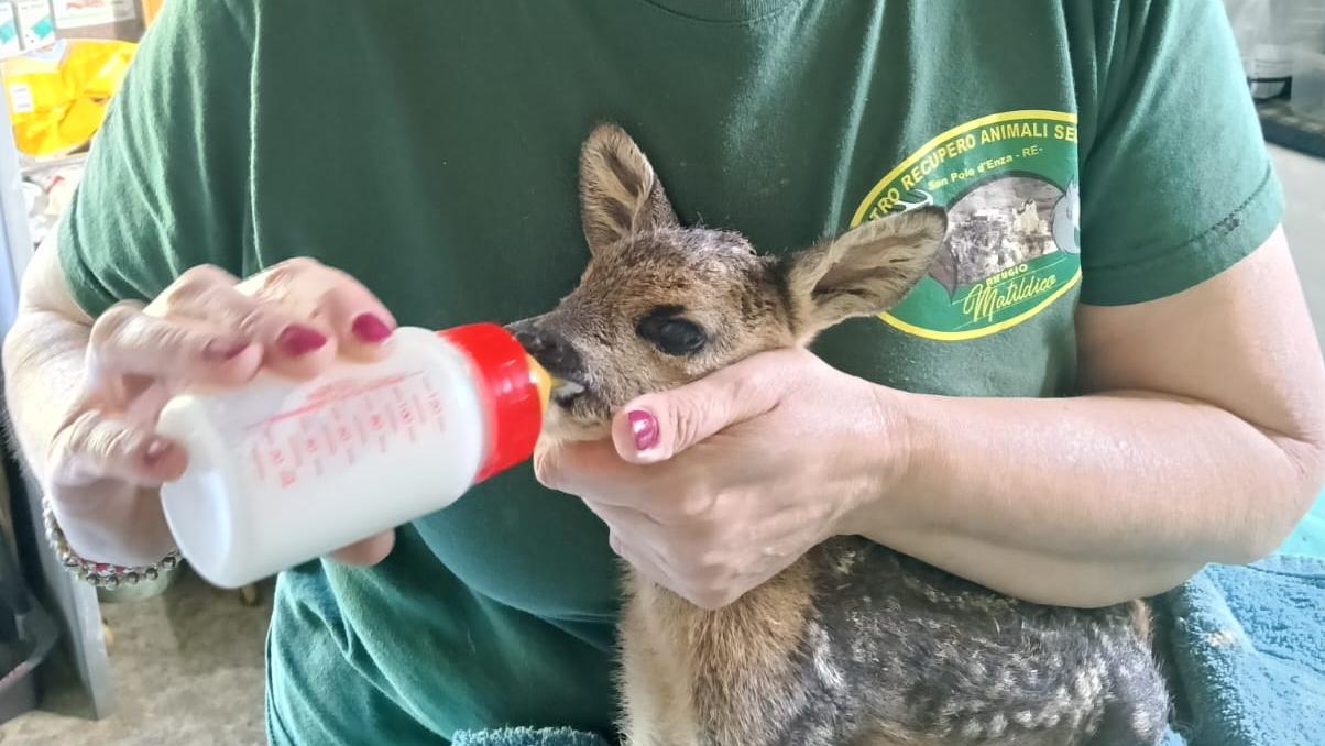 Femmina di capriolo incinta attaccata dal lupo: il piccolo nasce e riesce a salvarsi, lei no