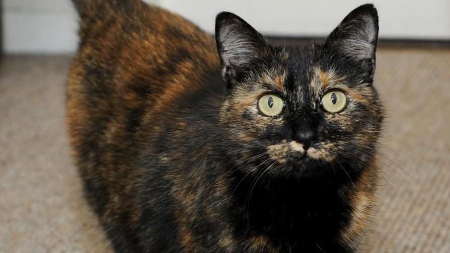 Il farmaco che può salvare i gatti dalla peritonite