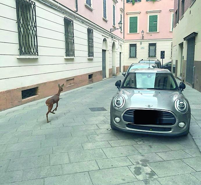 Un capriolo in giro per il centro storico a Reggio Emilia