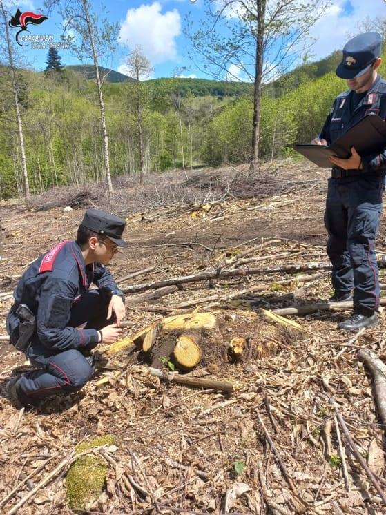 Sorano: taglio “selvaggio” del bosco, scatta la maximulta