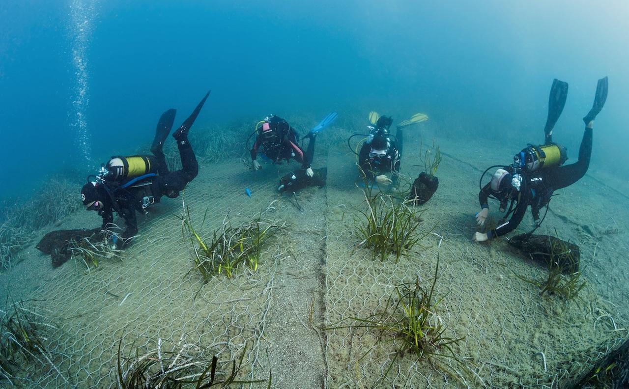 Parte dalla baia di Cala di Volpe la riforestazione della posidonia