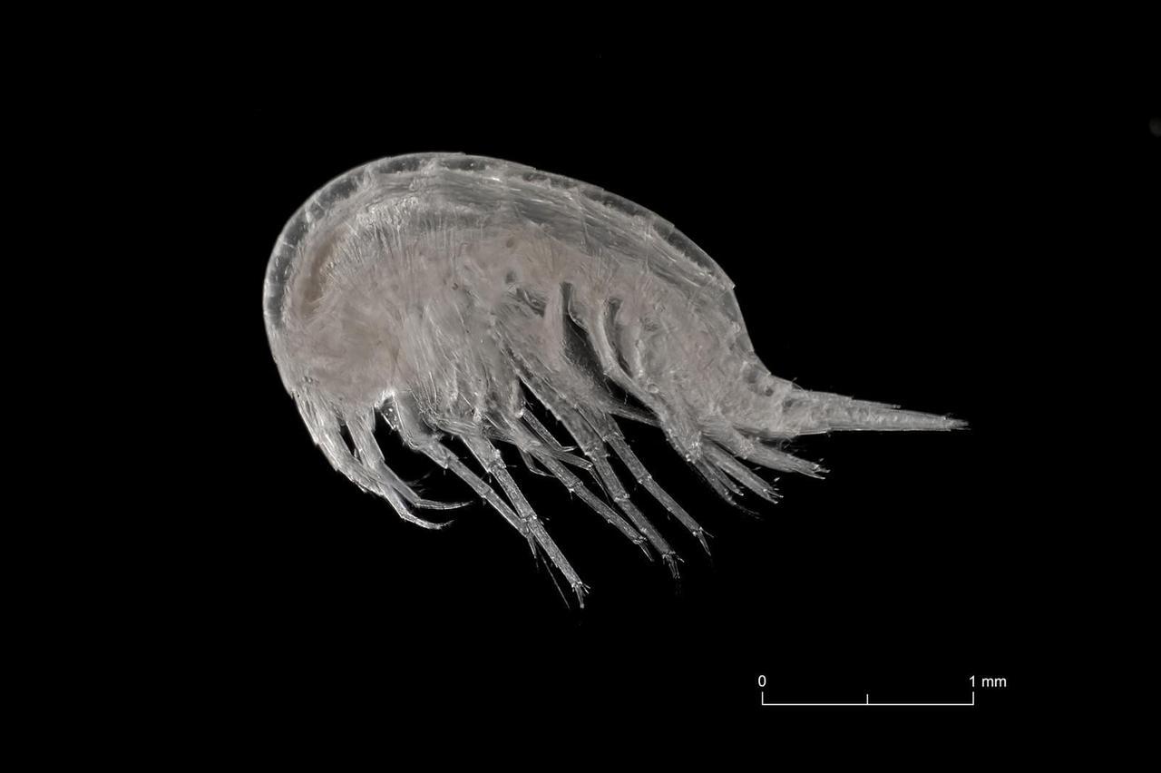 Quattro nuove specie di gamberi scoperte nelle falde del Montalbo