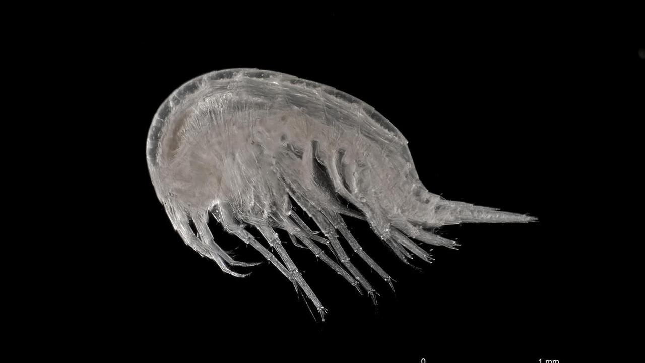 Quattro nuove specie di gamberi scoperte nelle falde del Montalbo