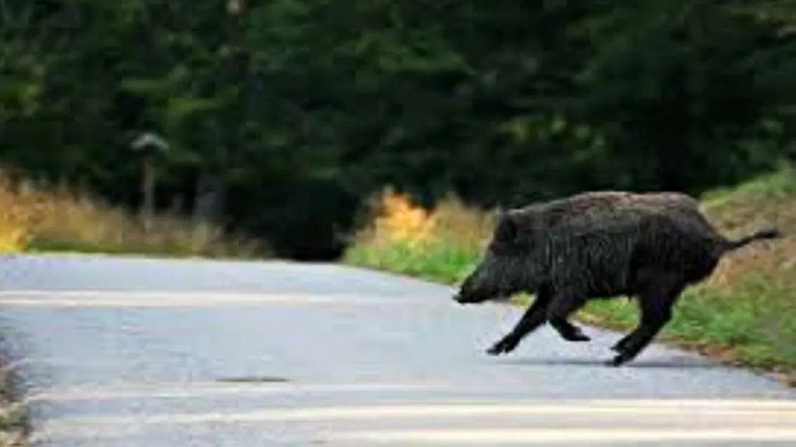 Firenze, si schianta in scooter contro un cinghiale: grave un 24enne