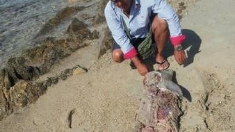 L’Enpa: «Delfino massacrato da trafficanti di mosciame» 