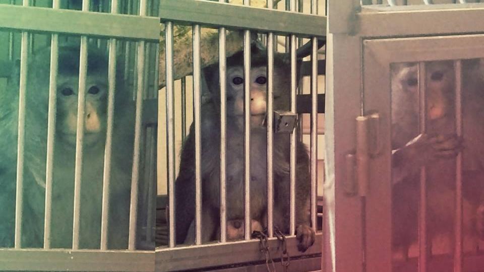 Trasferiti i macachi di Unife, le associazioni: «Ora sono salvi»