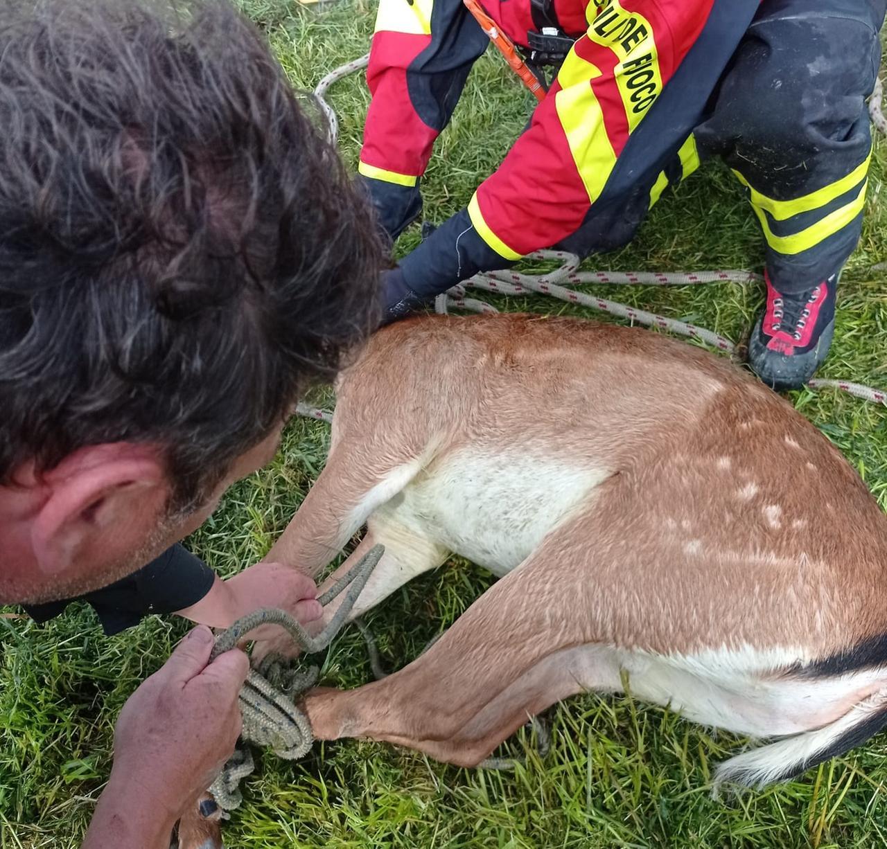 Daino cade in un canale a Volania, salvato dai vigili del fuoco