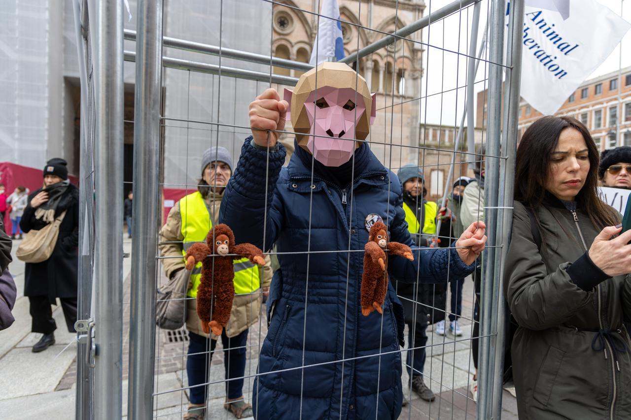 Macachi trasferiti in Spagna. Unife: «Scelta autonoma. Orgogliosi della nostra ricerca»