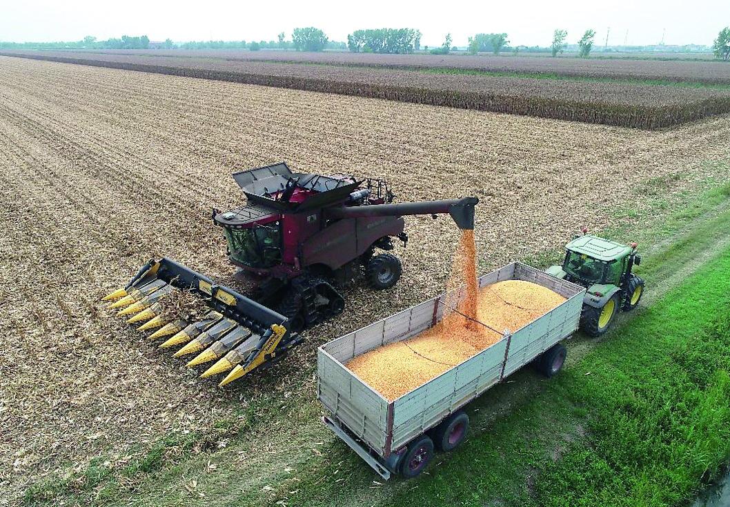 Grano duro, annata ingarbugliata. Ritardi di semine e ristagno idrico