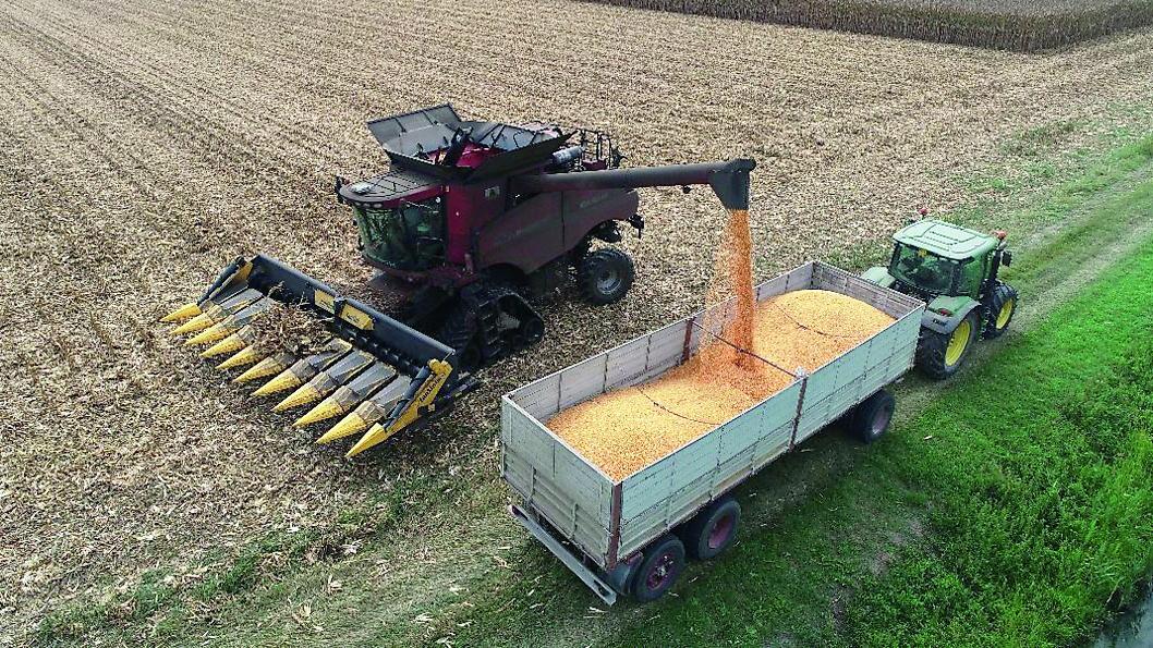 Grano duro, annata ingarbugliata. Ritardi di semine e ristagno idrico