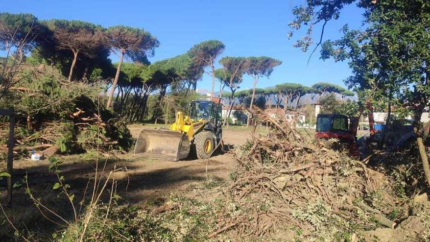 Viareggio, taglio totale e ripiantumazione: come sarà il parco dell’Uccelliera