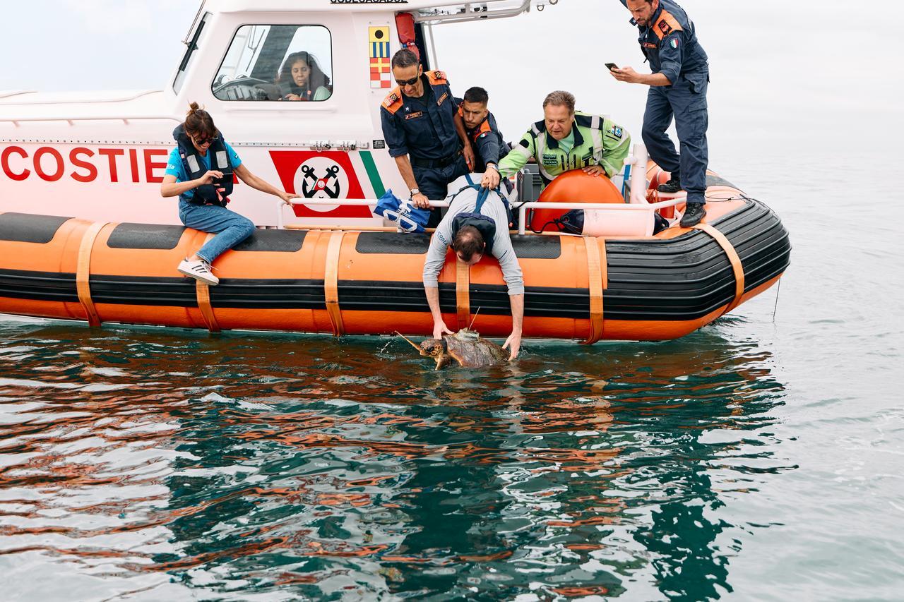 Recuperata e curata, la tartaruga Franca è tornata nel mare di Livorno