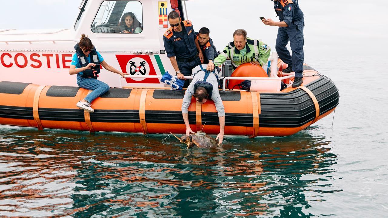 Recuperata e curata, la tartaruga Franca è tornata nel mare di Livorno