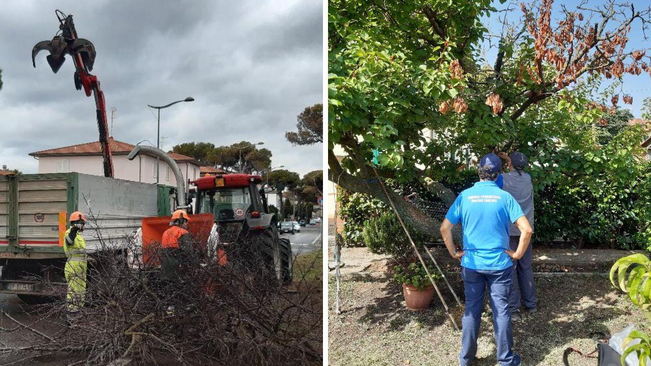 Gli addetti del servizio fitosanitario regionale durante un sopralluogo e gli operai in azione per tagliare le piante infette