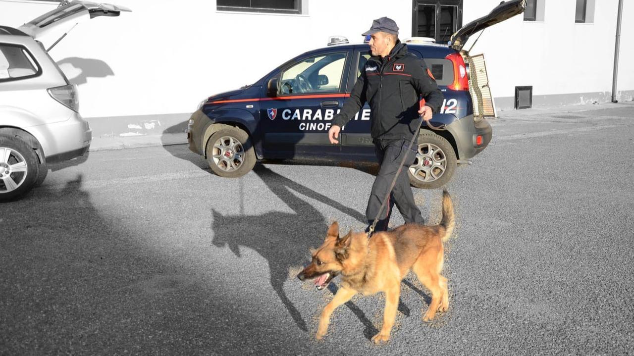 Scoperto con 109 grammi di marijuana: disoccupato 22enne agli arresti domiciliari