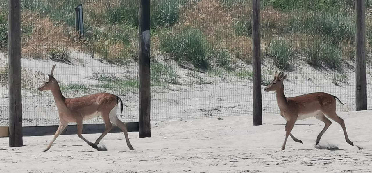 Daini in spiaggia a Lido Scacchi
