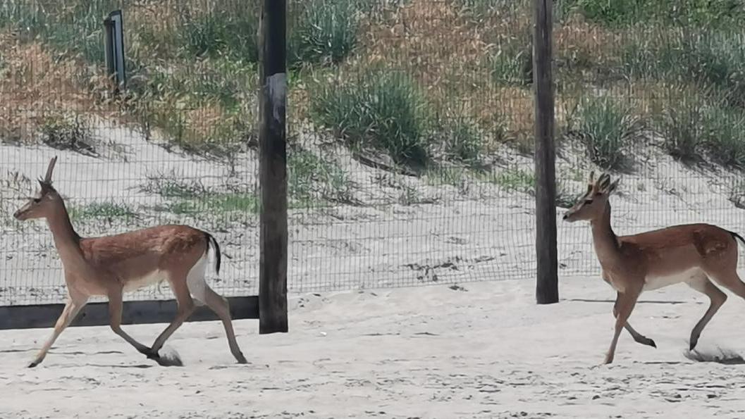 Daini in spiaggia a Lido Scacchi