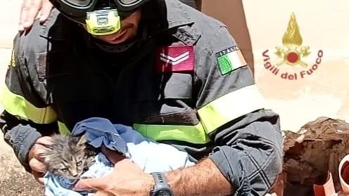 Salvato un gattino intrappolato nelle condotte di ventilazione