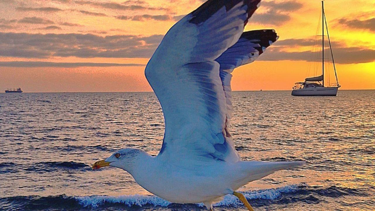 I gabbiani di Livorno, re dei tramonti. Grazie a Gianfranco Bracci