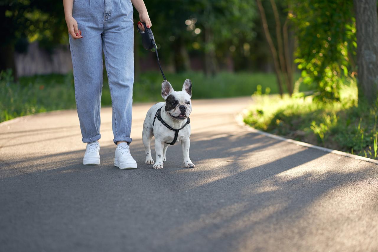 
	Novit&agrave; per chi porta a spasso i cani a Carpi

