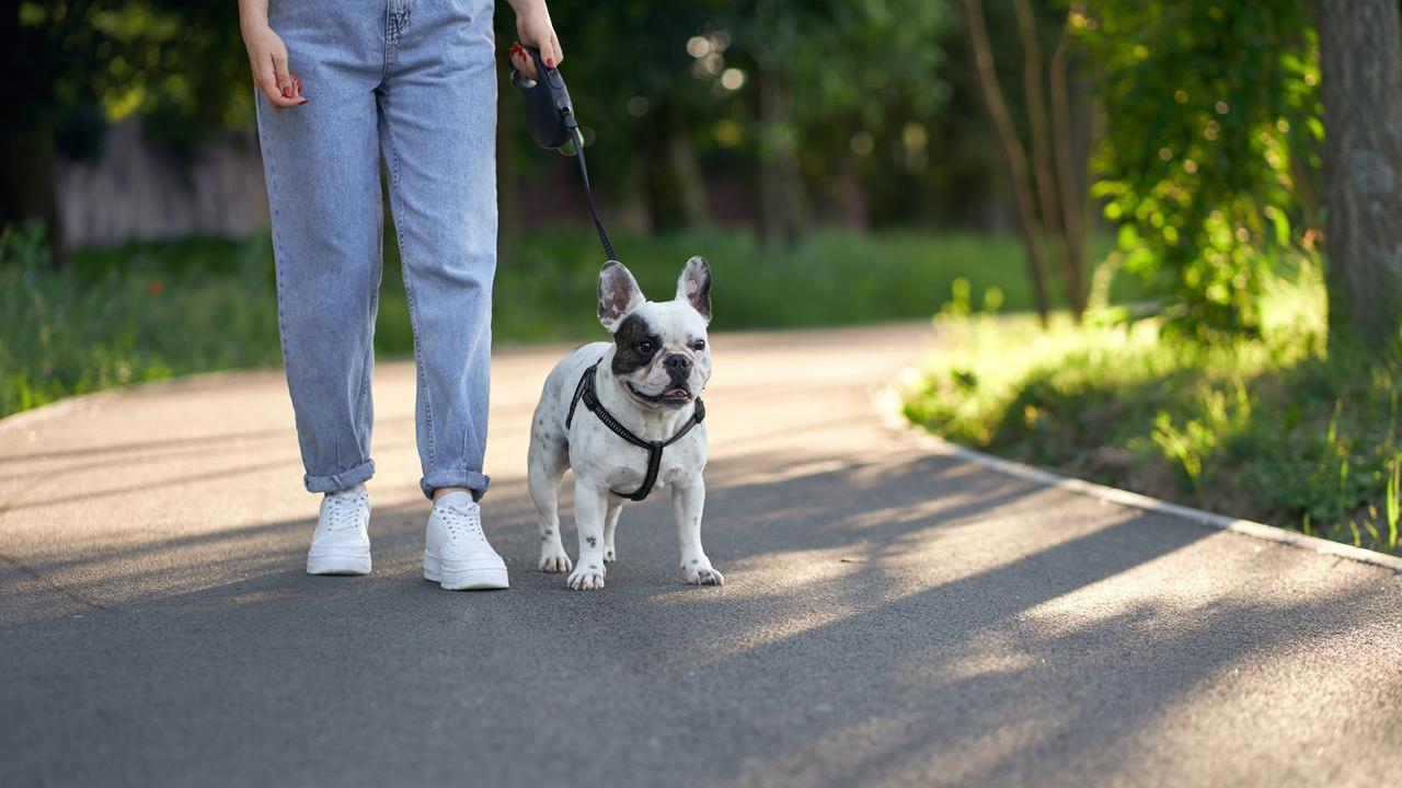 Novità per chi porta a spasso i cani a Carpi