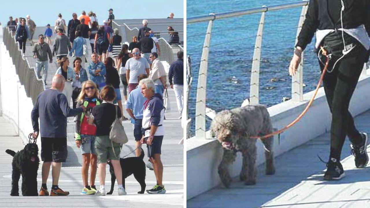 “Bottiglietta o multa!”, a Carrara scatta l’obbligo anti-pipì per i cani (e non mancano le tensioni)