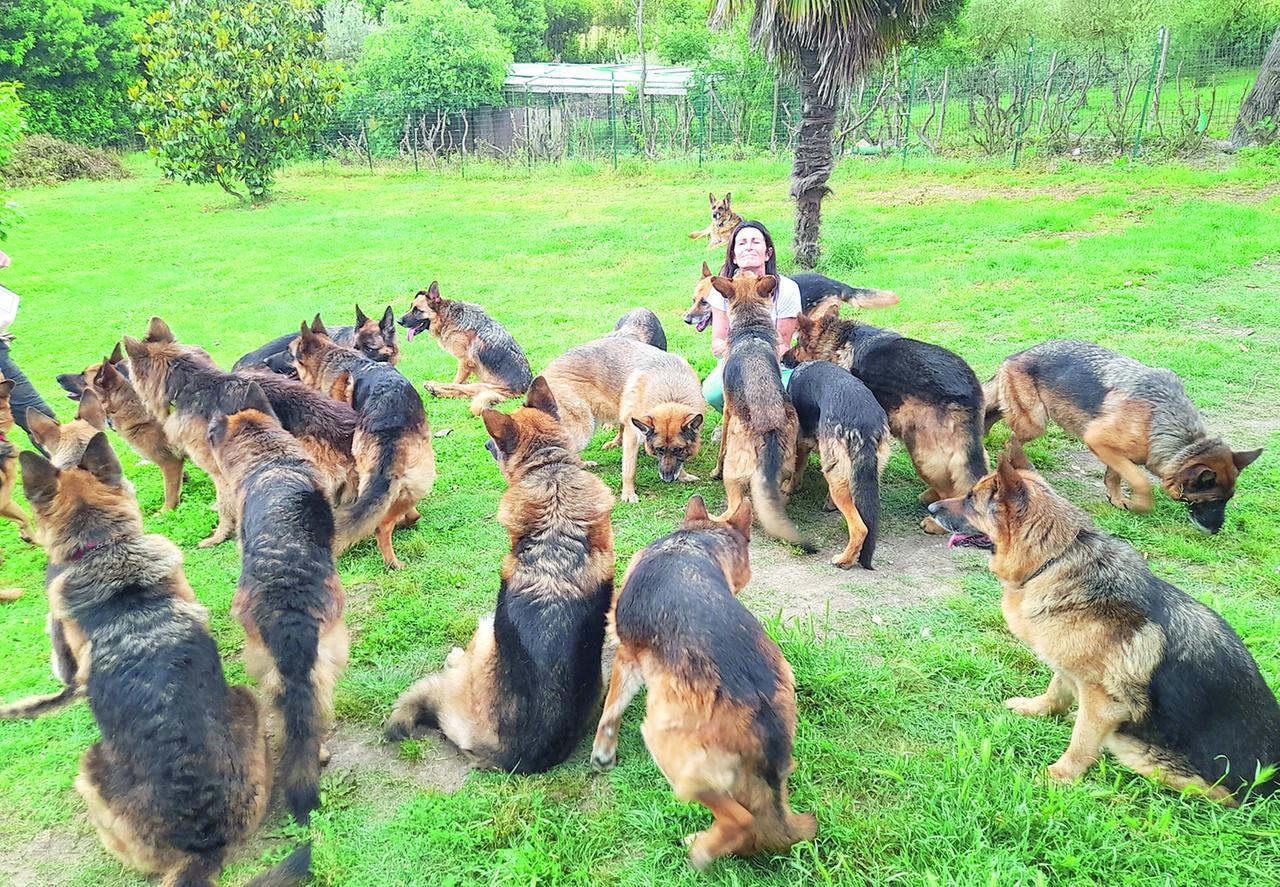 28 cuori e un solo rifugio, la livornese che ha trasformato casa sua in un paradiso per pastori tedeschi