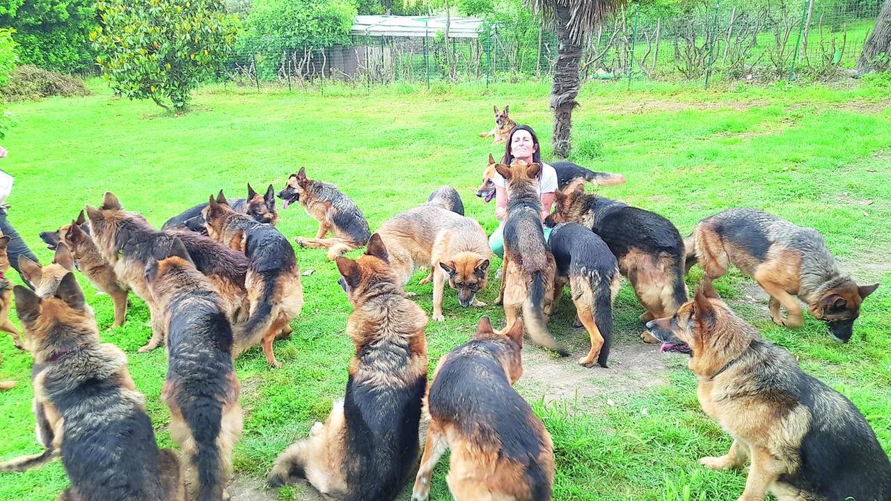 28 cuori e un solo rifugio, la livornese che ha trasformato casa sua in un paradiso per pastori tedeschi