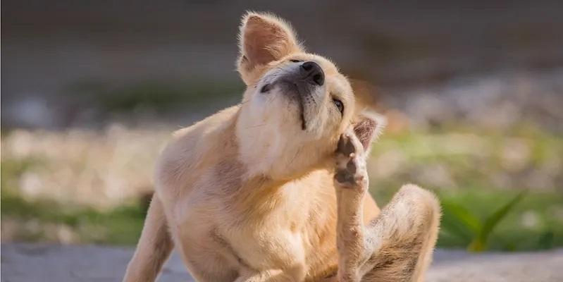 Pulci, zecche e parassiti: come proteggere cani e gatti dai pericoli dell’estate