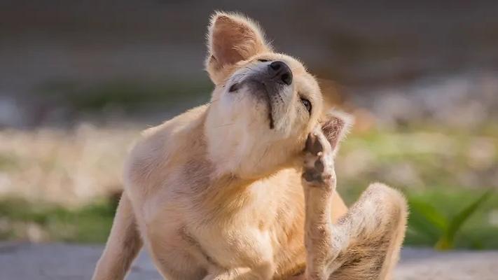 Pulci, zecche e parassiti: come proteggere cani e gatti dai pericoli dell’estate