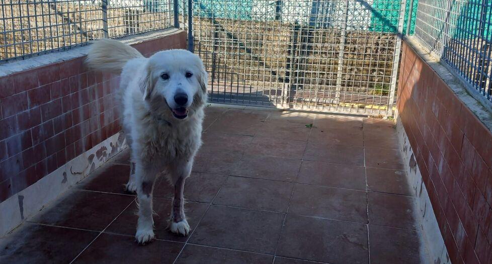 Dal canile di Volterra a una nuova vita, la dolce Giorgia e gli altri cani in cerca di casa
