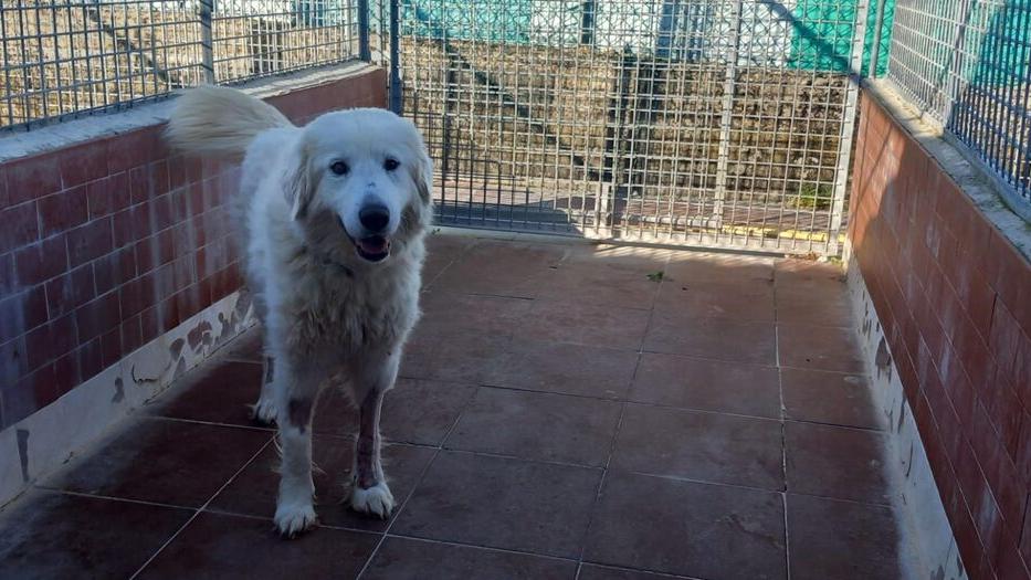 Dal canile di Volterra a una nuova vita, la dolce Giorgia e gli altri cani in cerca di casa
