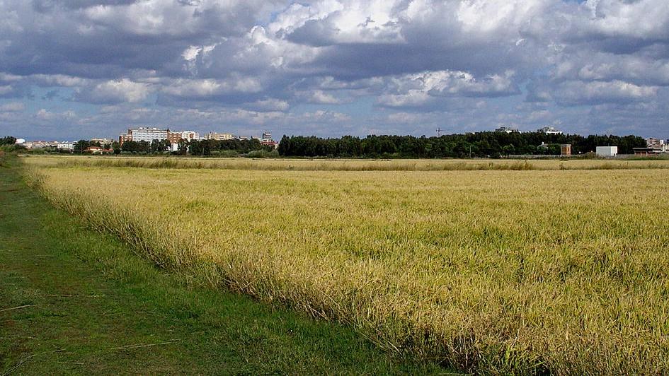 Agricoltura, Cpa Arborea cresce in produzioni e utile, bene le aziende vitivinicole