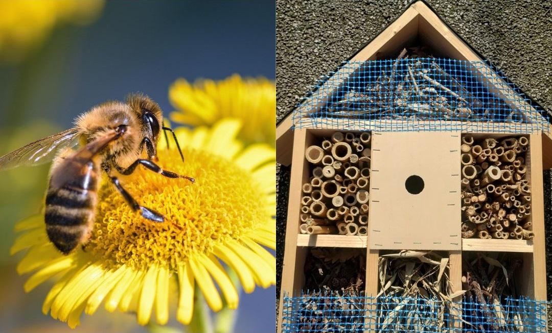 Ferrara, città a misura di… ape. Arrivano nuovi bug hotel