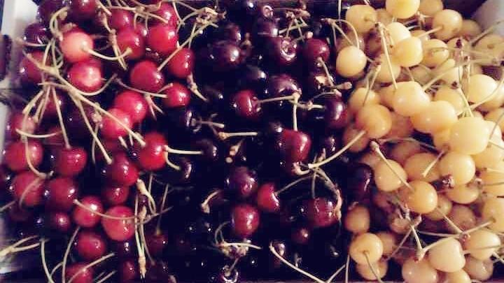 Dall’albero al bicchiere: la ciliegia diventa liquore