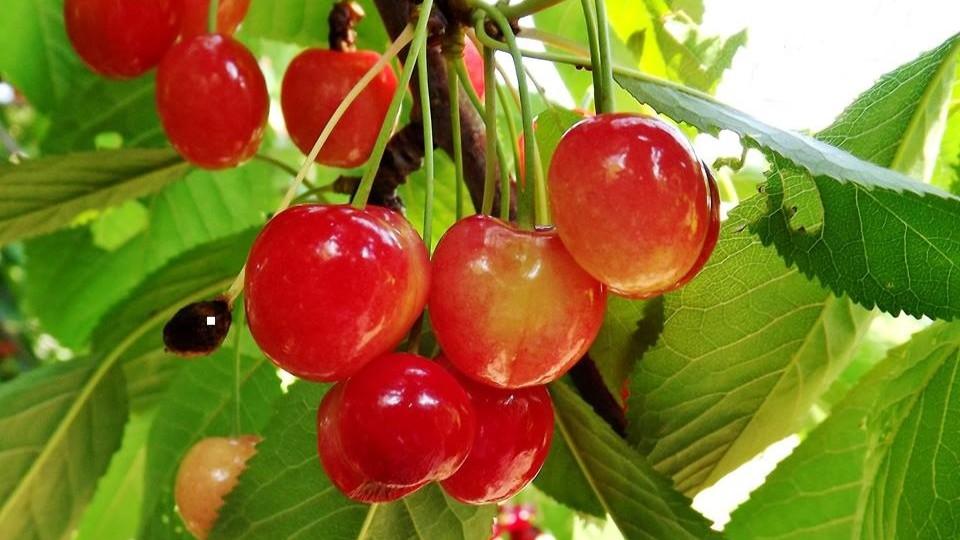 L’oro rosso di Bonnanaro: produzione in calo ma qualità top