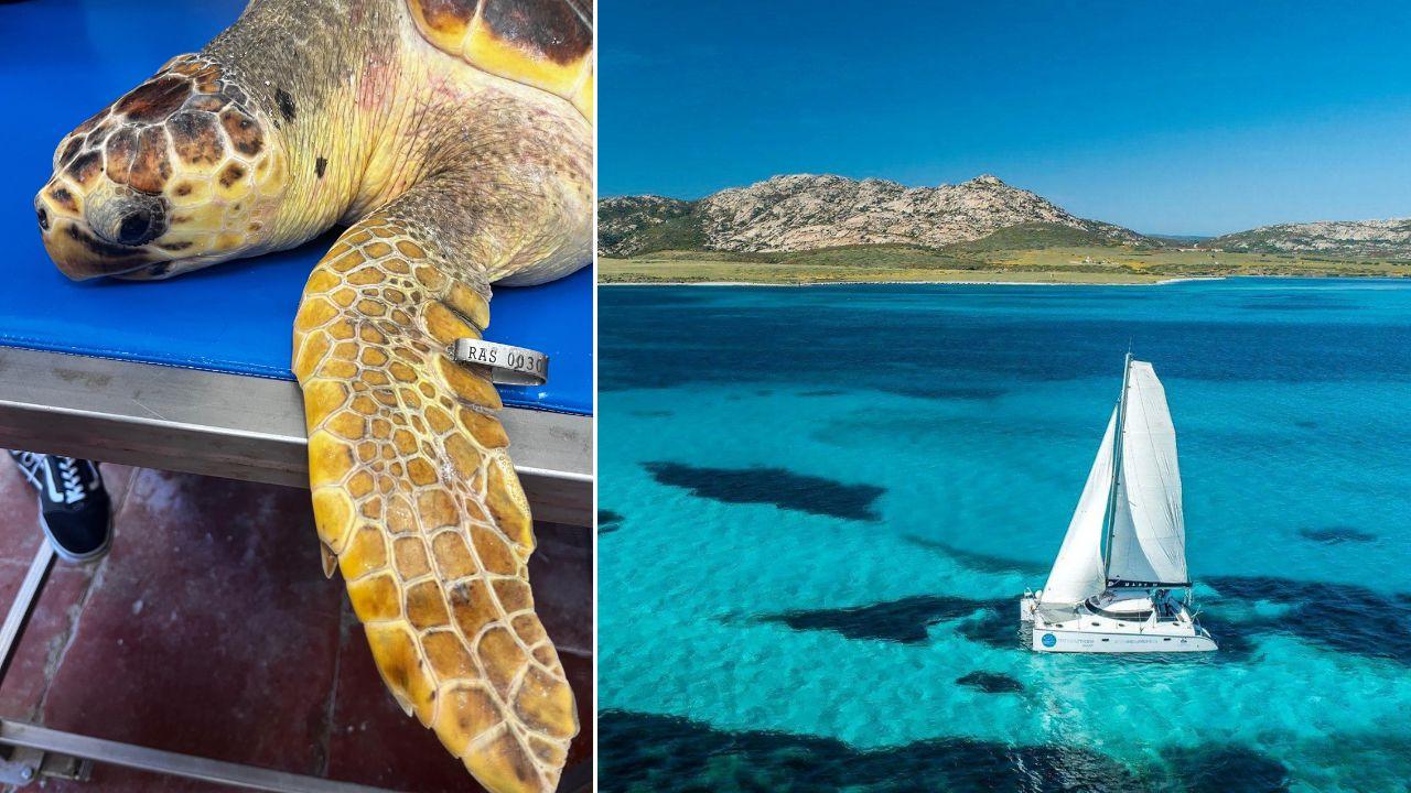 Salvata dopo aver inghiottito plastica, la piccola tartaruga ritorna in mare