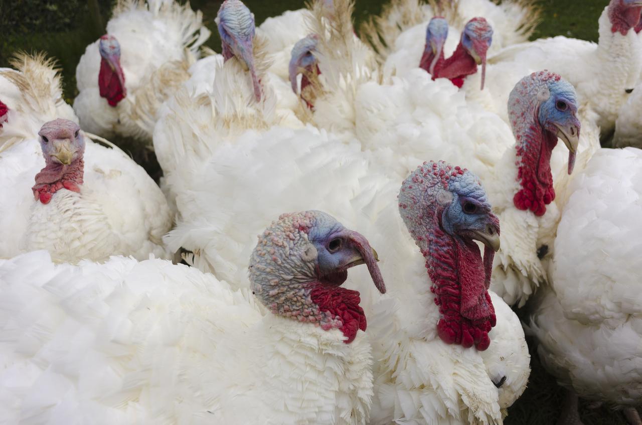 Influenza aviaria a Lagosanto, sì ai risarcimenti: abbattuti 120 animali