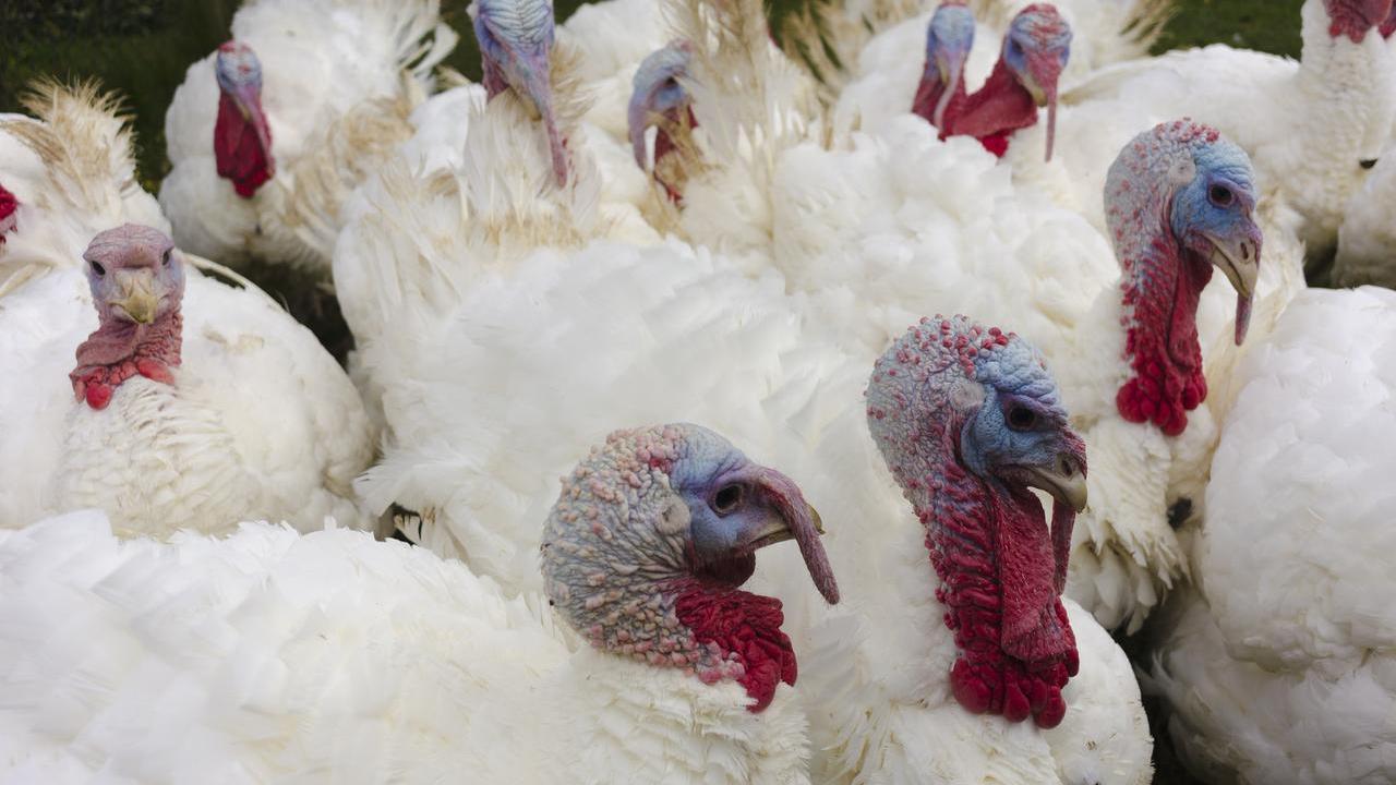 Influenza aviaria a Lagosanto, sì ai risarcimenti: abbattuti 120 animali