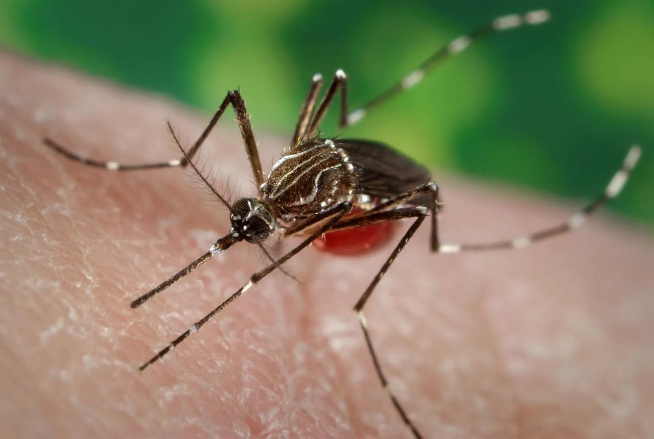 Zanzare a altre punture, i consigli delle Asl per passare un’estate più serena e con meno insetti