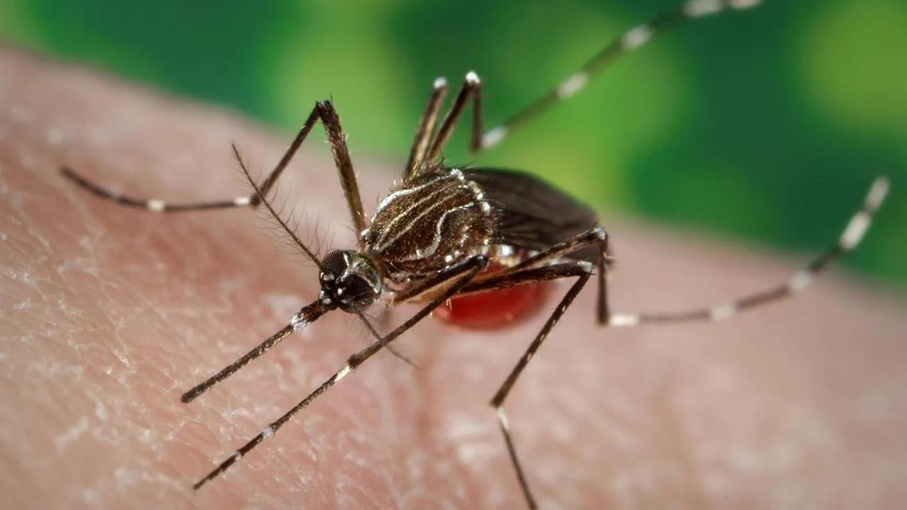 Zanzare a altre punture, i consigli delle Asl per passare un’estate più serena e con meno insetti