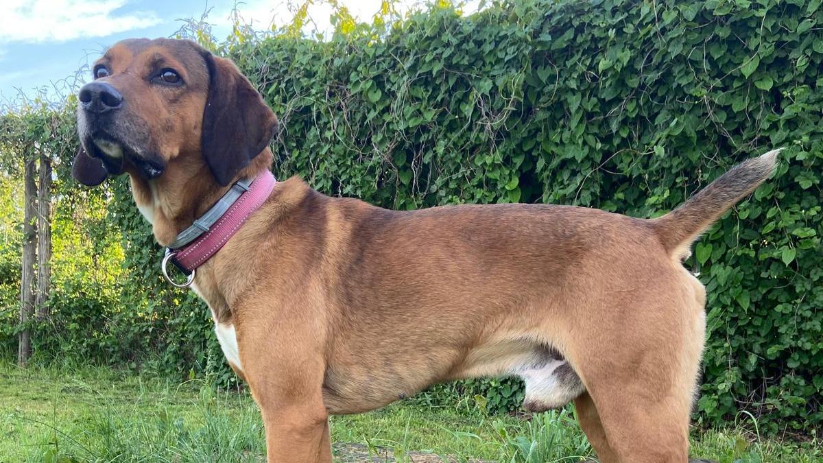 Ha donato il sangue per salvare un altro cane: ora Ghemon cerca una casa