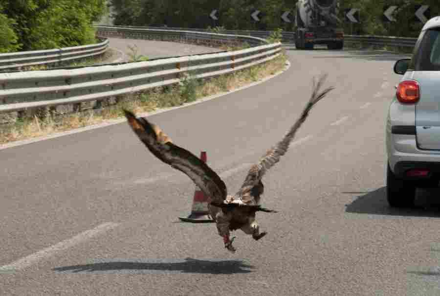 Grifone urtato e ferito da un’auto sulla 131