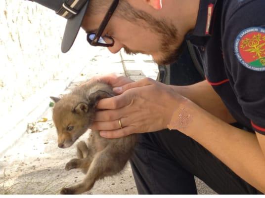 Il cucciolo di volpe salvato a Paganico
