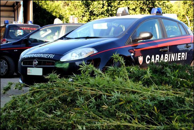 Piante di due metri in serra e droga essiccata in casa: arrestato 