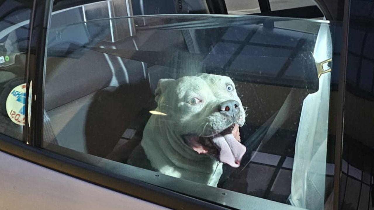 
	Il cane (foto polizia)


